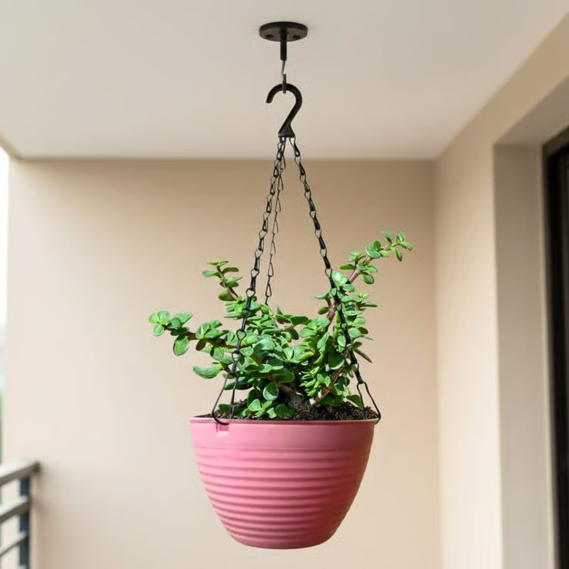 Lucky Jade in 7 Inch Candyblush Pink Premium Zylo Hanging Plastic Basket